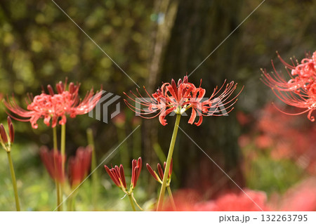 彼岸を彩る赤いヒガンバナ 132263795