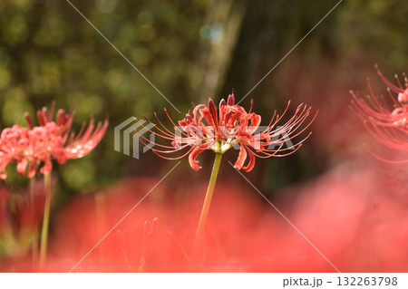 彼岸を彩る赤いヒガンバナ 132263798