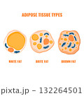 Adipose tissue types showing white, brown, and beige fat cells with mitochondria and nucleus detail 132264501