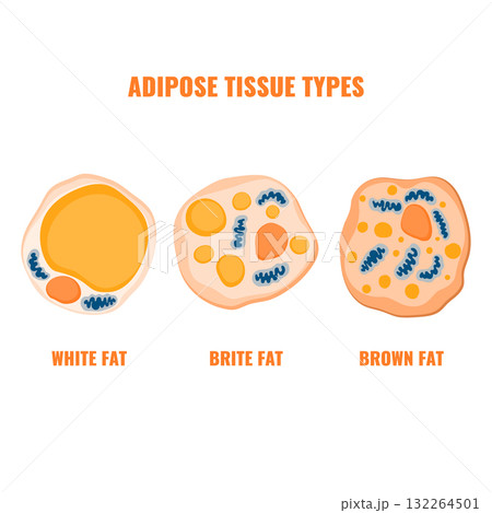 Adipose tissue types showing white, brown, and beige fat cells with mitochondria and nucleus detail Adipose tissue types showing white, brown, and beige fat cells with mitochondria and nucleus detail 132264501
