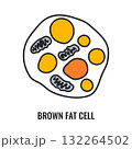 Adipose tissue browning process showing white, brown and beige fat cells  132264502