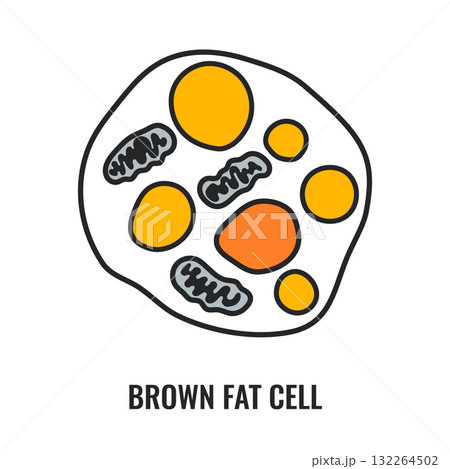 Adipose tissue browning process showing white, brown and beige fat cells  132264502