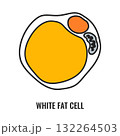 Adipose tissue browning process showing white, brown and beige fat cells  132264503