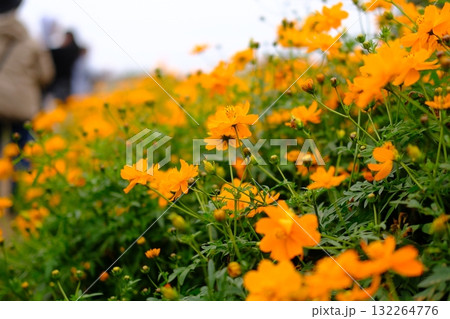 オレンジの花 オレンジの花 132264776