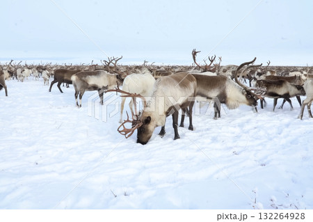 Reindeer in the sima tundra in snow. Reindeer in the sima tundra in snow. 132264928