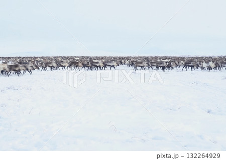 Reindeer in the sima tundra in snow. 132264929