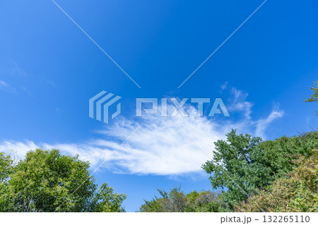 青空と雲と木立 132265110