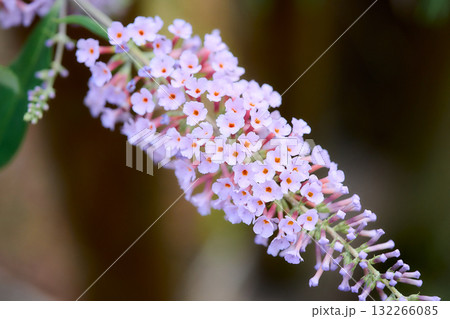 フサフジウツギ 132266085