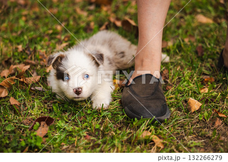 Australian Shepherd puppy with blue eyes lying on green grass next to a person's shoes, adorable white and brown dog resting outdoors in autumn 132266279