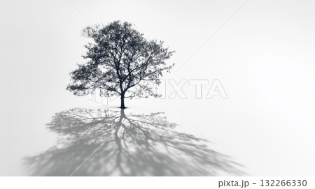 白い空間に佇む一本の木と、長く伸びる影（モノクローム） 132266330
