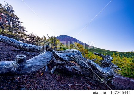 【山梨県】富士山　奥庭の紅葉 132266446