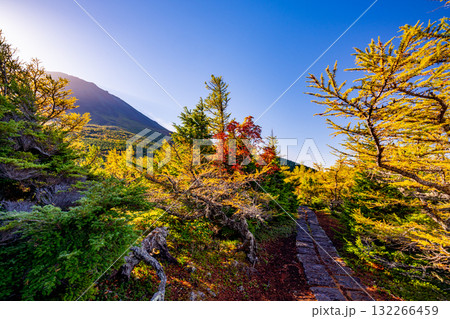 【山梨県】富士山　奥庭の紅葉 132266459