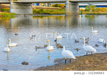 晩秋の広瀬川と白鳥 132266663