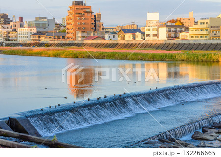 晩秋の広瀬川と白鳥 132266665