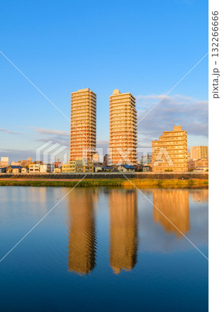 晩秋の広瀬川と白鳥 132266666