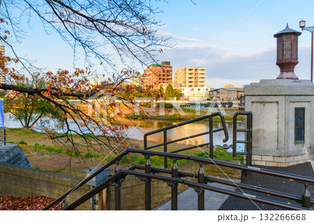 晩秋の広瀬川と白鳥 132266668