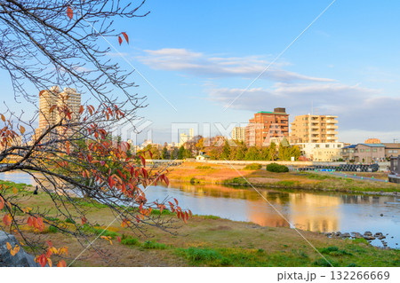 晩秋の広瀬川と白鳥 132266669