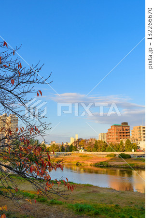 晩秋の広瀬川と白鳥 132266670