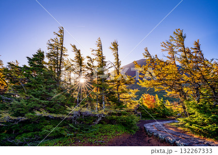 【山梨県】富士山・朝の光が奥庭を照らす 【山梨県】富士山・朝の光が奥庭を照らす 132267333