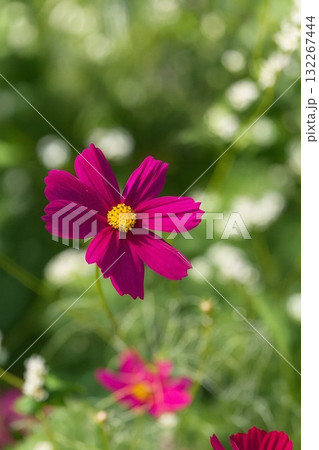 赤いコスモス① 132267444