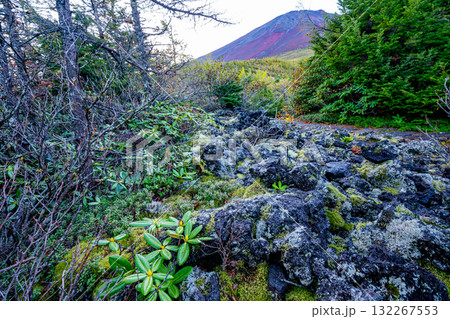 【山梨県】富士山　奥庭遊歩道のシャクナゲ 132267553