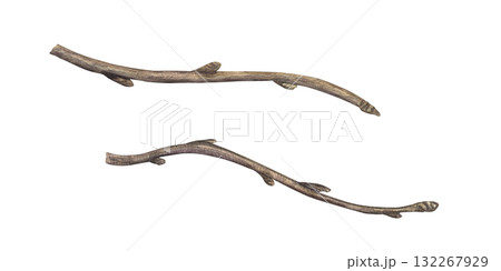 Watercolor two branches set illustration with buds on isolated background. Brown bare tree branch without leaves clip art. Decorative dry twigs for Christmas design, seasonal decor. 132267929