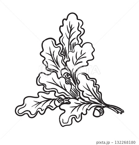 Hand drawing oak tree branch vector illustration Hand drawing oak tree branch vector illustration 132268180