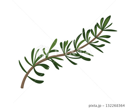 Sprig of rosemary with green fresh leaves. Aromatic herb branch, spice ingredient leaves Sprig of rosemary with green fresh leaves. Aromatic herb branch, spice ingredient leaves 132268364