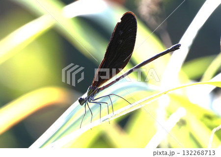 リュウキュウハグロトンボ　メス　♀ 132268713