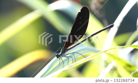 リュウキュウハグロトンボ　メス　♀ 132268714