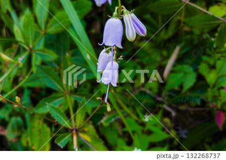 天神平で見つけたツリガネニンジンの薄紫の花 天神平で見つけたツリガネニンジンの薄紫の花 132268737