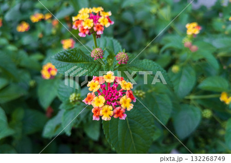 ランタナの花 132268749