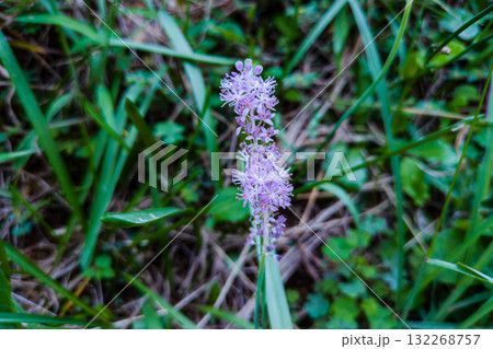 ツルボの薄紫色の花 ツルボの薄紫色の花 132268757