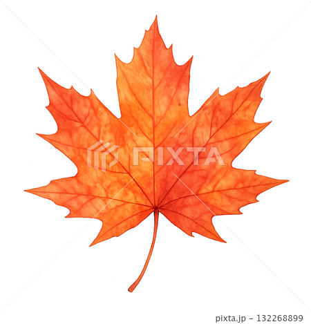 秋の紅葉　水彩イラスト　もみじの葉 132268899