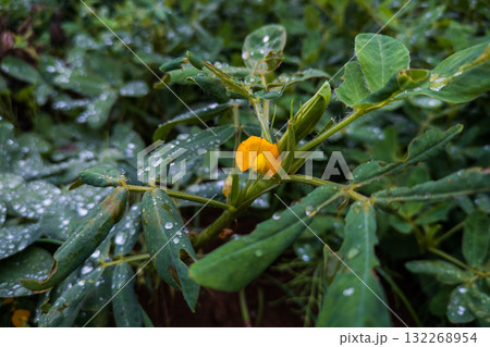 雨に濡れた落花生の黄色い花 132268954