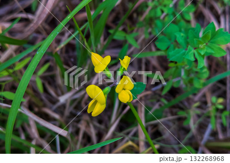 ミヤコグサの黄色い花 ミヤコグサの黄色い花 132268968