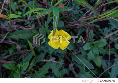 マツヨイグサの黄色い花 マツヨイグサの黄色い花 132268970