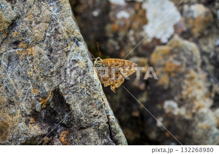 谷川岳の天神尾根で見つけたヤマキマダラヒカゲ 132268980