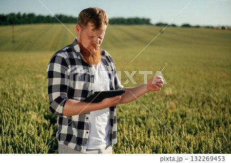 Inspecting the wheat. Man in white shirt is on the agricultural field 132269453
