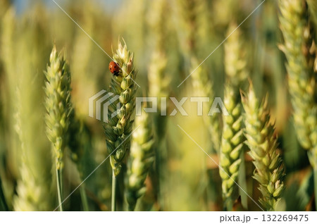 Common ladybug is on the wheat field outdoors, close up view Common ladybug is on the wheat field outdoors, close up view 132269475