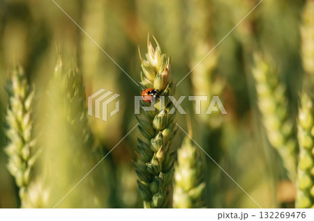 Common ladybug is on the wheat field outdoors, close up view Common ladybug is on the wheat field outdoors, close up view 132269476