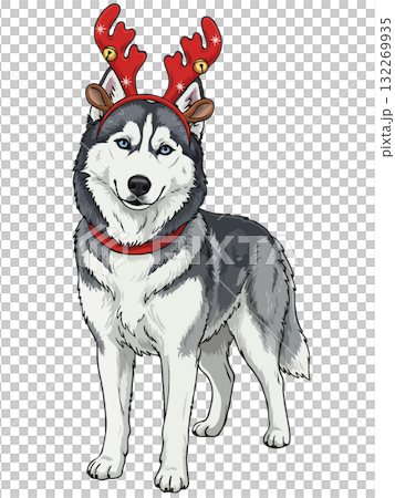 Cute Siberian Husky dog wearing festive reindeer antlers with jingle bells, a Christmas holiday 132269935