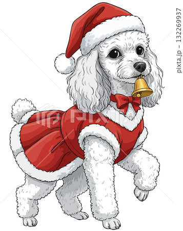 Cute white Poodle dog in a Mrs. Claus costume holding a golden bell Cute white Poodle dog in a Mrs. Claus costume holding a golden bell 132269937