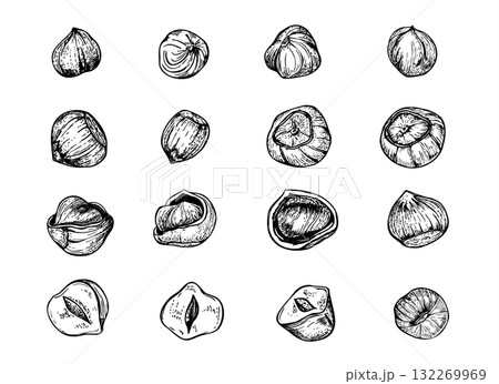 Hazelnut seeds monochrome vector illustration clip art painted by black inks. Etching drawing of hazel peeled and in shell. Raw food ingredients for packaging, culinary recipe, product design 132269969