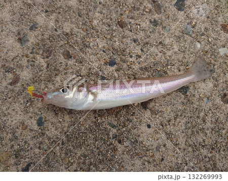 新鮮なシロギス 新鮮なシロギス 132269993