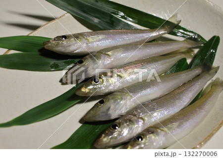 新鮮なシロギス 132270006