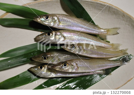 新鮮なシロギス 新鮮なシロギス 132270008