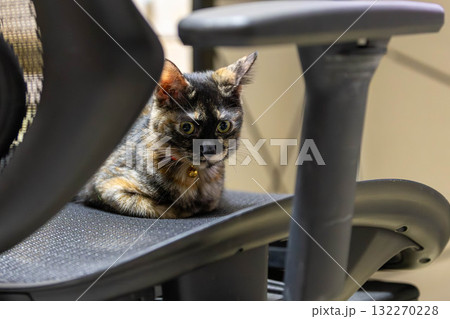 サビ猫 132270228