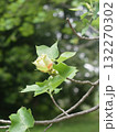 ユリノキの花 132270302