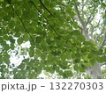 曇りの日の新緑 132270303
